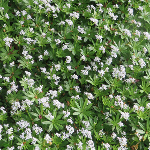 Galium odoratum: Bild 2/8 Galium odoratum: Bild 2/8