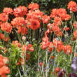 Papaver rupifragum 'Flore Pleno': Bild 3/3