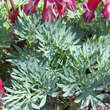 Dicentra 'Burning Hearts': Bild 3/3