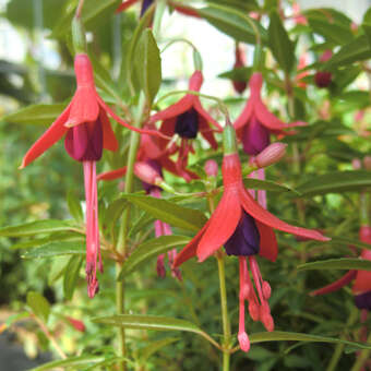 Fuchsia magellanica 'David'