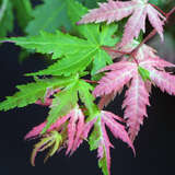 Acer palmatum 'Asahi-zuru' - Weißbunter Japan-Ahorn