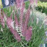 Pennisetum orientale 'Karley Rose' - Feines Lampenputzergras