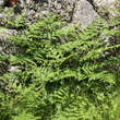 Pteridium aquilinum: Bild 3/3