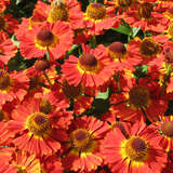 Helenium 'Salsa' - Sonnenbraut