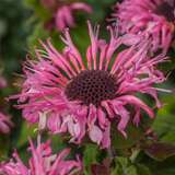 Monarda 'Bee Lieve' - Indianernessel