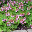 Geranium macrorrhizum 'Ingwersen's Variety' - Storchschnabel