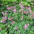 Dicentra formosa 'Adrian Bloom': Bild 2/3