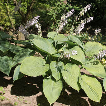 Hosta 'Empress Wu'