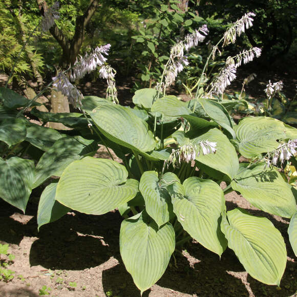 Hosta 'Empress Wu': Bild 1/3 Hosta 'Empress Wu': Bild 1/3