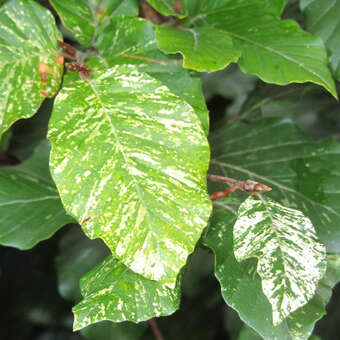 Fagus sylvatica 'Marmorstar'