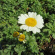 Anthemis triumfettii: Bild 4/6