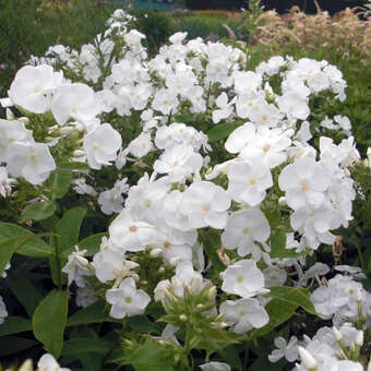 Phlox paniculata 'Weißer Admiral'