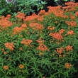 Euphorbia griffithii 'Fireglow': Bild 6/6