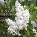 Syringa vulg. 'Mme. Lemoine' - Edelflieder - gefülltblühend