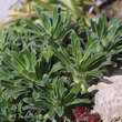 Saxifraga cotyledon pyramidalis: Bild 3/3