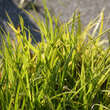 Carex lurida: Bild 2/2