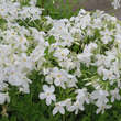 Phlox stolonifera 'Alba': Bild 2/2