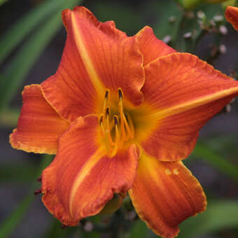 Hemerocallis 'Red Rum'