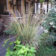 Molinia caerulea 'Variegata': Bild 1/2