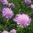 Scabiosa columbaria 'Pink Mist': Bild 4/4