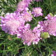 Scabiosa columbaria 'Pink Mist': Bild 3/4