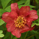 Paeonia delavayi - Chinesische Strauchpfingstrose