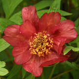 Paeonia delavayi - Chinesische Strauchpfingstrose