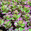 Lysimachia punctata 'Alexander': Bild 3/7