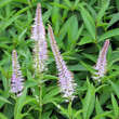 Veronicastrum virginicum 'Fascination': Bild 2/3