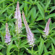 Veronicastrum virginicum 'Fascination': Bild 1/3