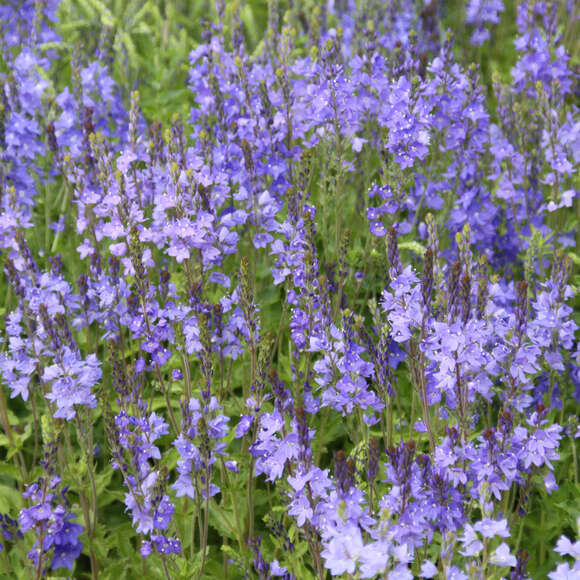 Veronica austriaca 'Knallblau': Bild 4/5 Veronica austriaca 'Knallblau': Bild 4/5
