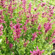 Agastache mexicana 'Sangria': Bild 3/3