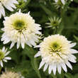 Echinacea purpurea 'Meringue': Bild 4/7