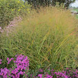 Panicum virgatum 'Rehbraun' - Kupferhirse