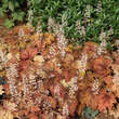 Heucherella 'Sweet Tea': Bild 4/6