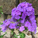 Phlox paniculata 'Amethyst' - Hoher Gartenphlox