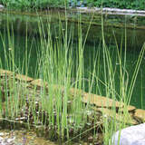 Scirpus lacustris 'Albescens' - Teichsimse