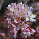 Prunus nipponica 'Ruby' - Kurilenkirsche