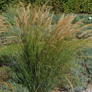 Stipa calamagrostis 'Algäu' (Syn. Achnatherum) - Silberährengras, Silber-Raugras