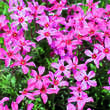 Phlox subulata 'Scarlet Flame': Bild 2/3