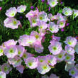 Oenothera speciosa 'Siskiyou': Bild 1/9