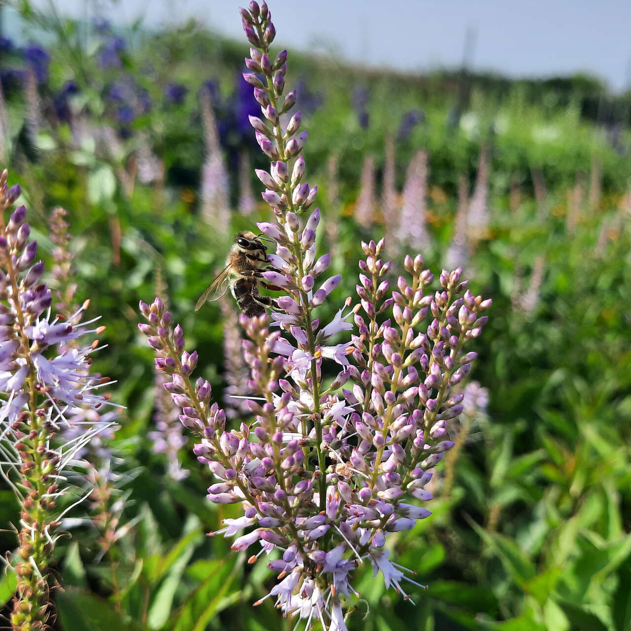 Virginischer Ehrenpreis Veronicastrum virginicum 'Adoration' blau