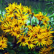 Ligularia palmatiloba: Bild 3/3