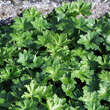 Geranium macrorrhizum 'Mytikas': Bild 3/5