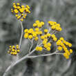 Helichrysum italicum: Bild 2/6