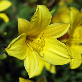 Hemerocallis 'Corky'