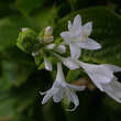 Hosta plantaginea grandiflora: Bild 3/4