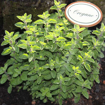 Origanum vulgare