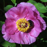 Paeonia officinalis 'Mollis' - Bauernpfingstrose