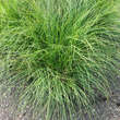 Carex montana: Bild 3/5
